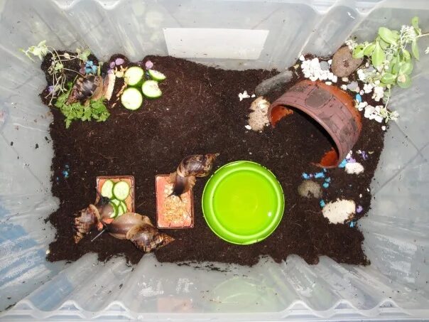 Домик для улитки. Террариум для улитки ахатины. домик для улитки ахатины. улитка ахатина террариум обустройство. аквариум для виноградной улитки.