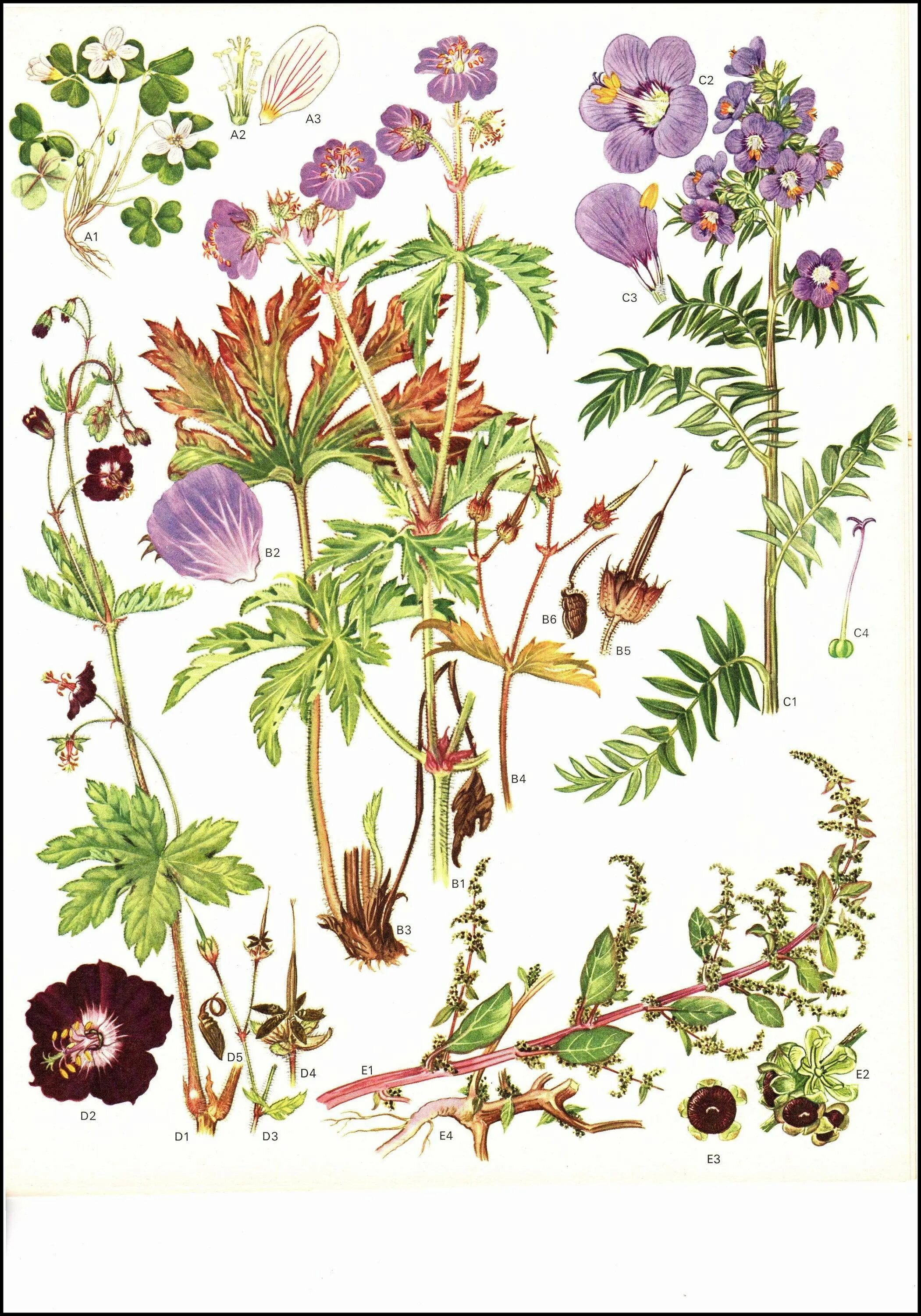 Flower Botanical Bush. Верони ботаника. Scientifical Botanical Art. Ботанический стиль рисования. Красивая ботаника