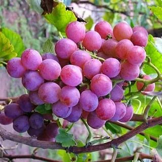 Китайский виноград
