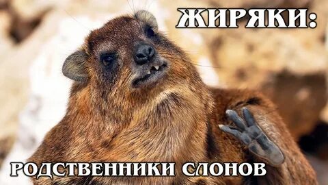 Родственники животных