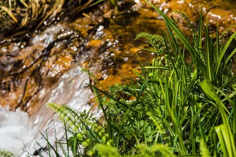 The plant wet