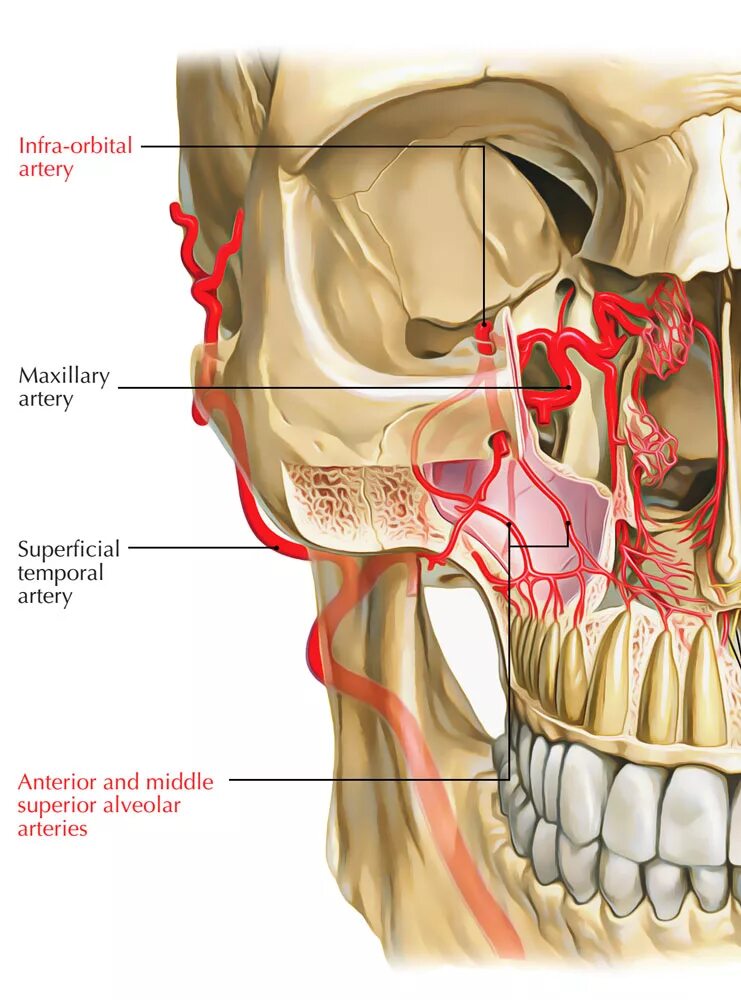 A maxillaris. Артерия ИНФРАОРБИТАЛИС. Arteria alveolaris inferior ветвь. Sinus maxillaris – верхнечелюстная пазуха. Arteria maxillaris ветви.