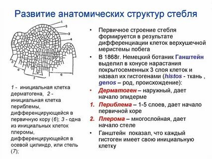 Ткани какие анатомия