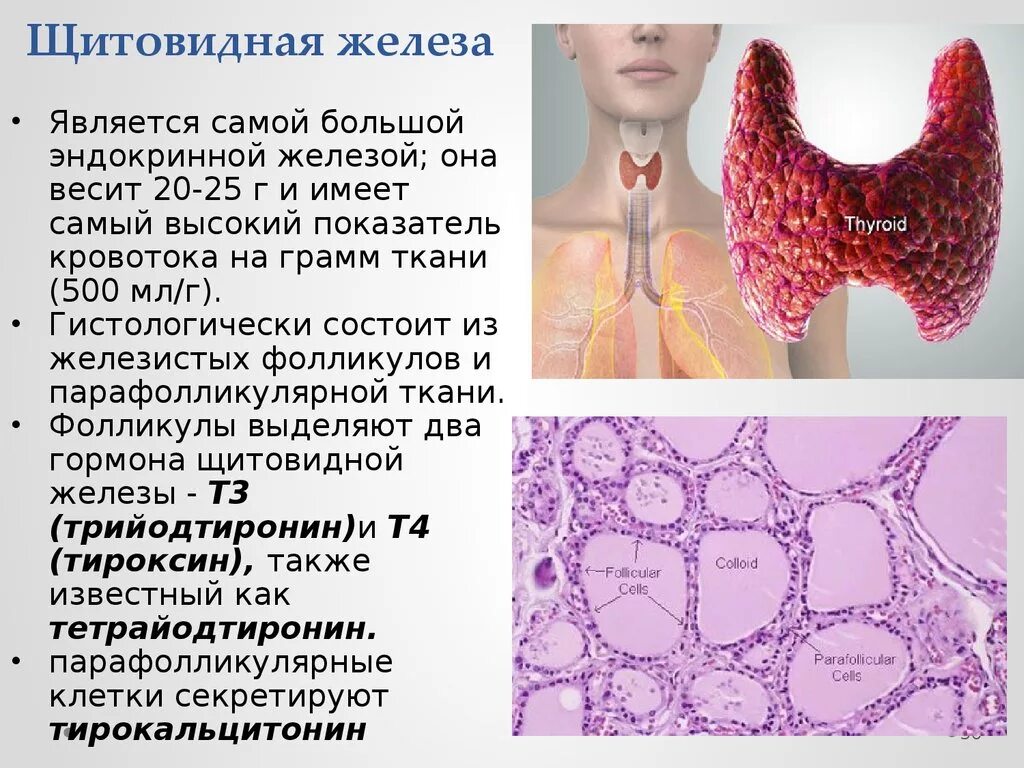 Изменение тканей щитовидной железы. Гормоны щитовидной железы гистология. Железистая ткань щитовидной железы. Щитовидная железа самая крупная железа внутренней секреции. Структура щитовидной железы.