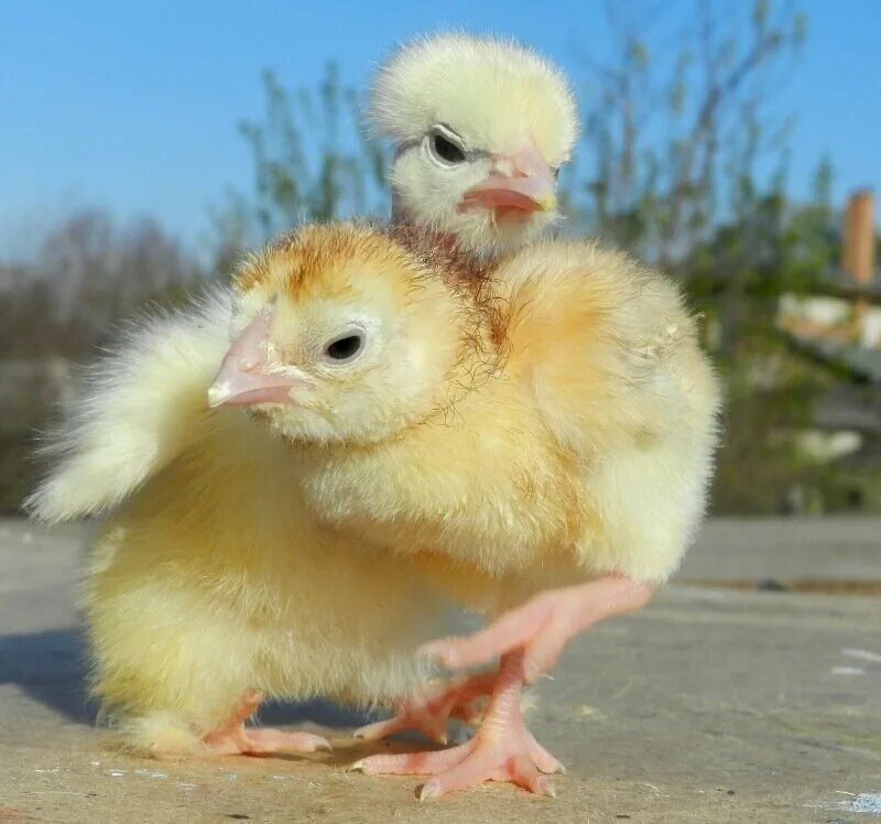 2 chicks. Цыпленок подросток. 2 Цыпленка. Нежный цыпленок. Взрослые цыплята.