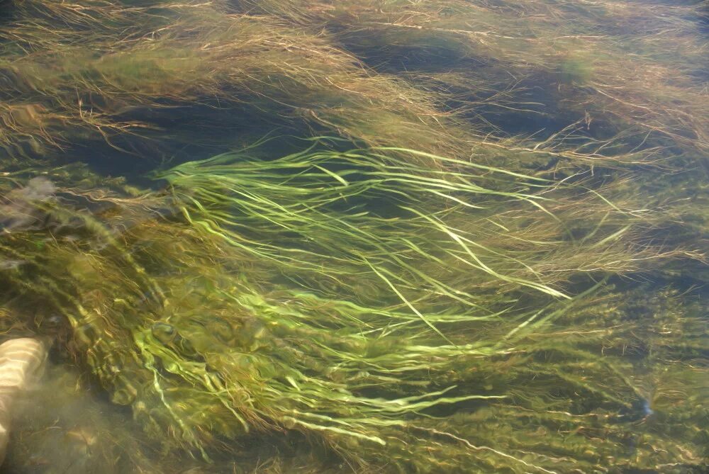 Водоросли нитчатка. Шелковник водоросль. Речное дно. Тиной называют