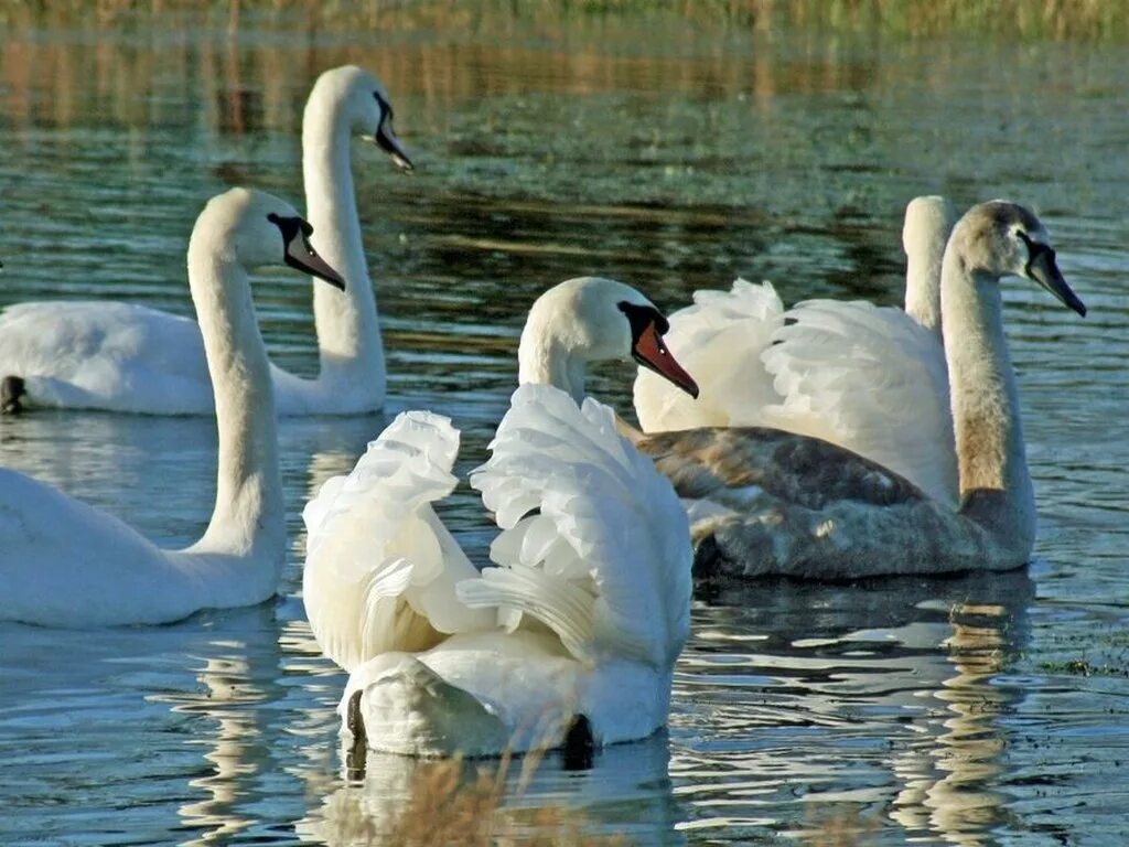 Лебедь. Белый лебедь. Красивые лебеди. Лебеди на озере. 4 белых лебедя