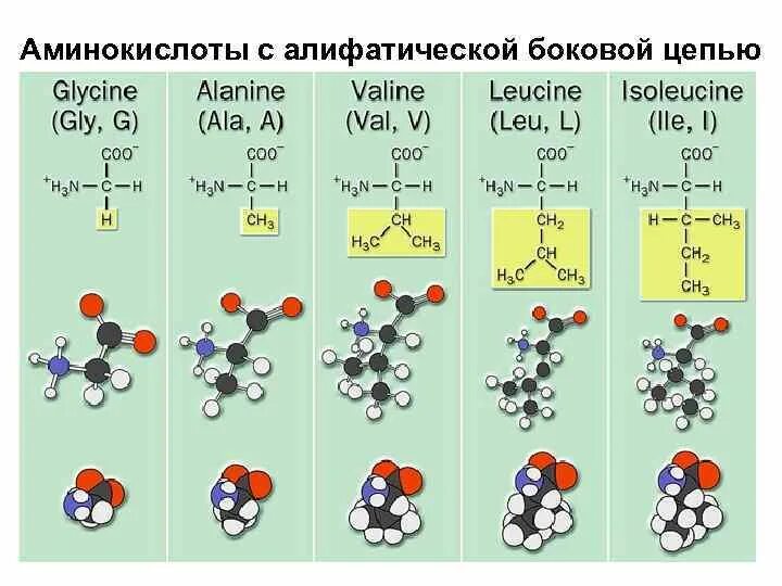 Аминокислота является структурным компонентом. Аминокислота является структурным компонентом
