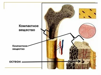 Костное вещество образует