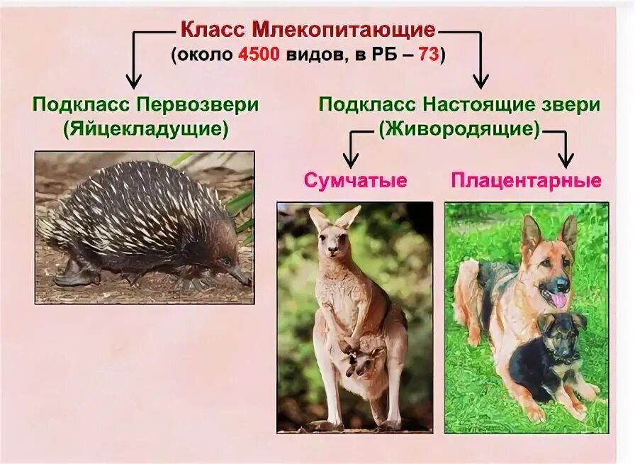 Класс млекопитающие подкласс Первозвери подкласс настоящие звери. Подкласс настоящие звери таблица. Сумчатые Первозвери млекопитающие. Первозвери и настоящие звери таблица. Класс настоящие звери