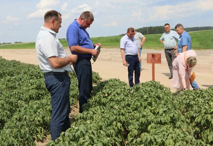 Сайт районной газета перамога