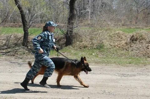 Занятия кинолога с собакой