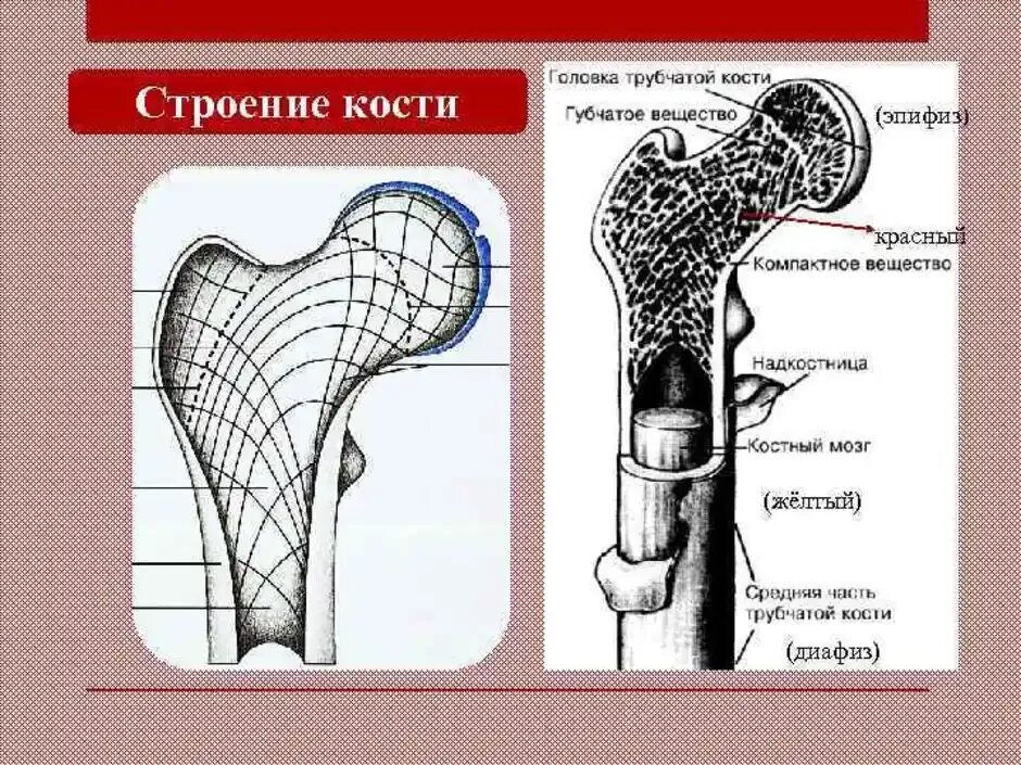 Строение кости рисунок. Длинная трубчатая кость человека. Строение трубчатой кости человека анатомия. Строение длинной трубчатой кости рисунок.