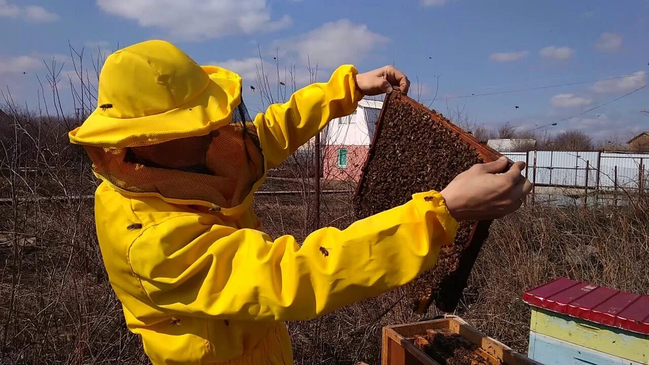 Пчелы весной после зимовки. Весенняя ревизия пчелосемей. Пасека весной. Весенняя ревизия пчелиных семей.