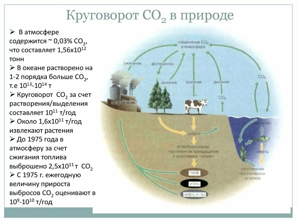Круговорот углекислого газа в биосфере. Круговорот углерода. Круговорот углерода в природе. Круговорот углекислого газа в атмосфере. Схема круговорота углекислого газа