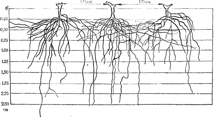Глубь корень. Корневая система черешни глубина. Корневая система яблони схема глубина. Корневая система дерева вишни. Корневая система смородины глубина.