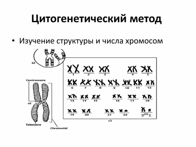 Определение числа хромосом в кариотипе метод. Цитогенетический метод исследования генетики. методы исследования генетики человека цитогенетический метод. генетика человека цитогенетический метод. цитогенетический метод изучения наследственности человека.