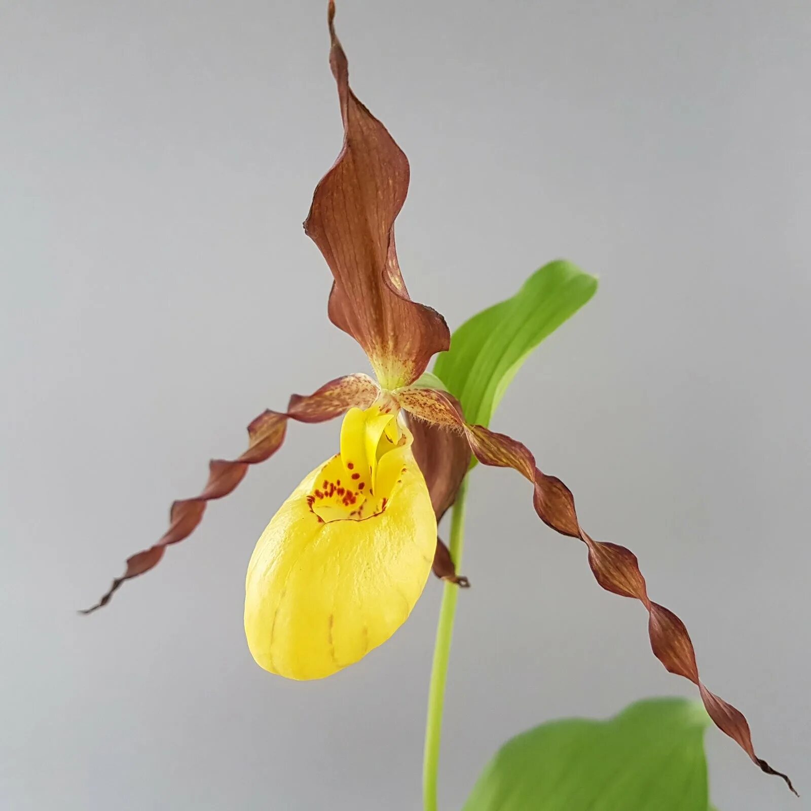 Cypripedium Otto. Циприпедиум Отто Новосибирск. Фаленопсис Отто. Садовая Орхидея.