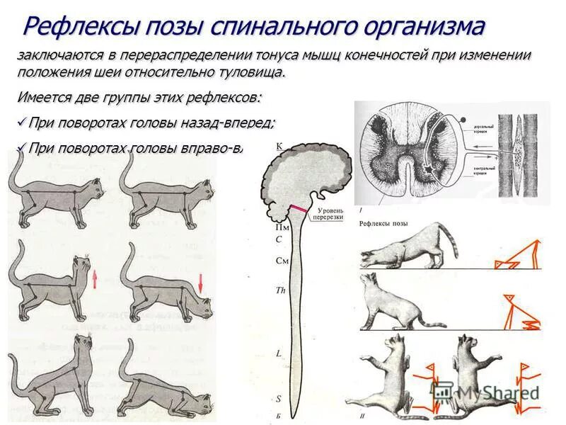 Рефлекс поворота головы