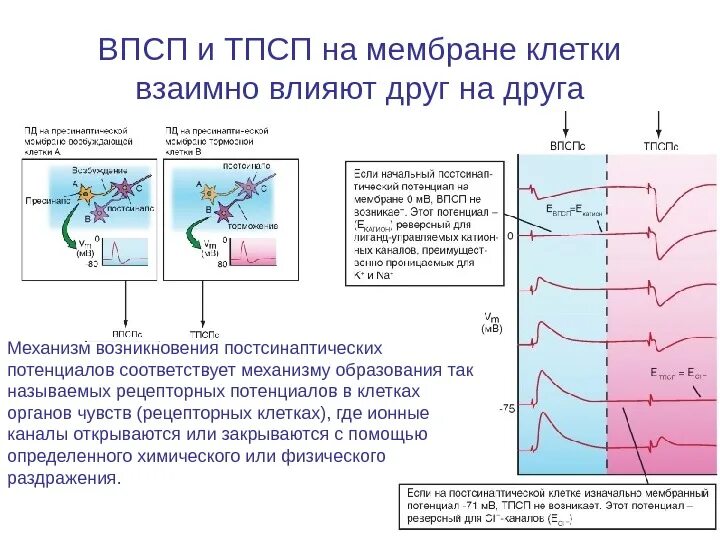 Тпсп физиология механизм возникновения. Тпсп физиология. Потенциал действия на постсинаптической мембране. Тпсп физиология. Тпсп физиология.