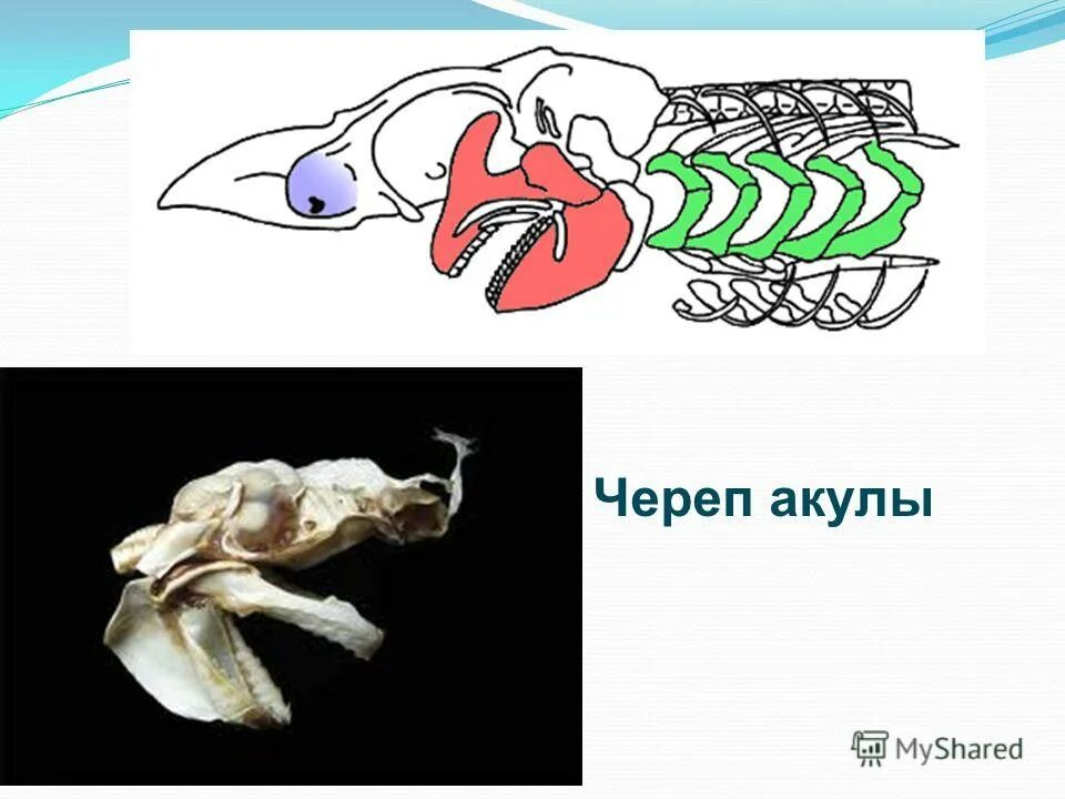 Череп акулы. Череп акулы мако сбоку. Череп акулы катран. Череп акулы. Череп акулы катран.