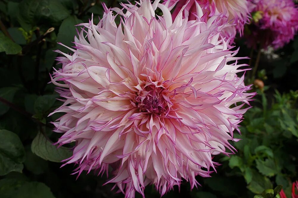 Free Images : blossom, petal, bloom, botany, flora, flowers, dahlia, aster, flow