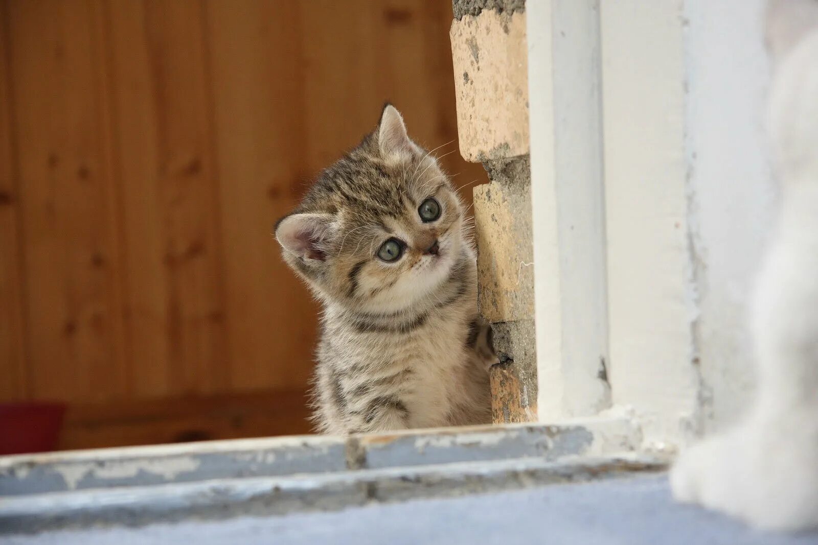 Любопытство 3. Котенок выглядывает. Смешные котята. Любопытная кошка. Любопытный котенок.