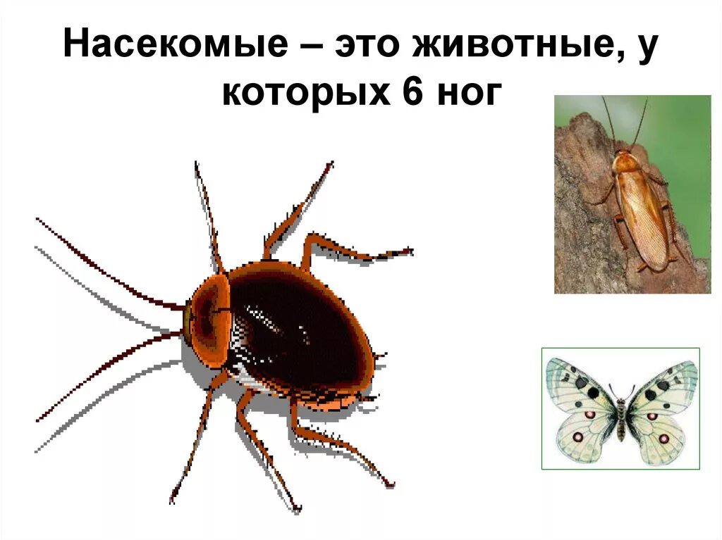 Насекомые это животные у которых. Насекомые у которых шесть ног. насекомые это животные у которых 6 ног. животные у которых шесть ног.