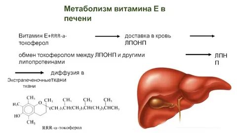 Витамин е для печени