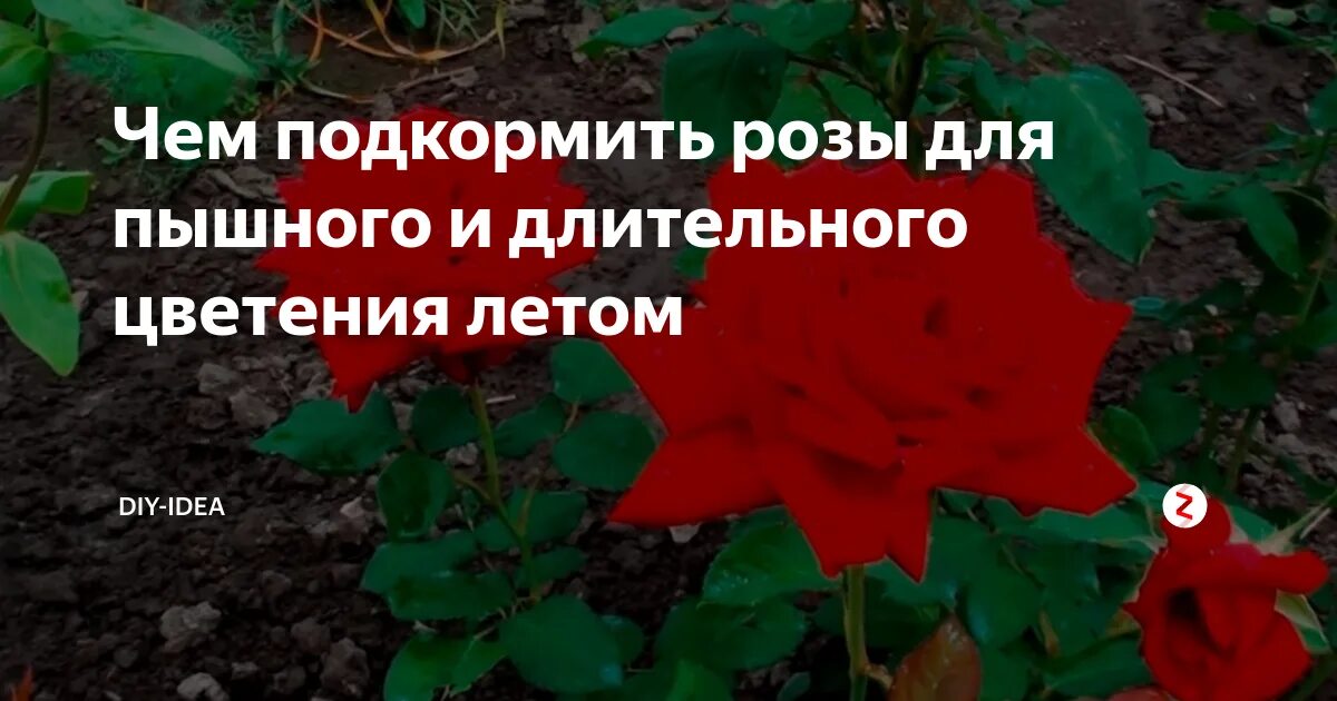 Удобрение для роз весной для обильного цветения. Чем подкормить розы. Удобрения для роз для обильного цветения. Розы подкормить весной. Цветение роз подкормка.