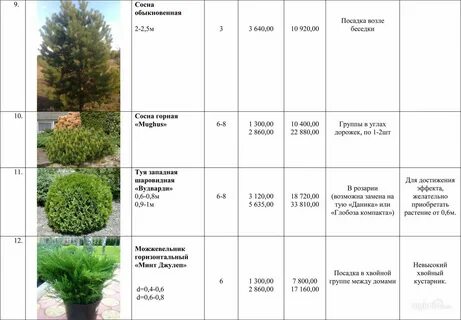 Расстояние посадки кустарников