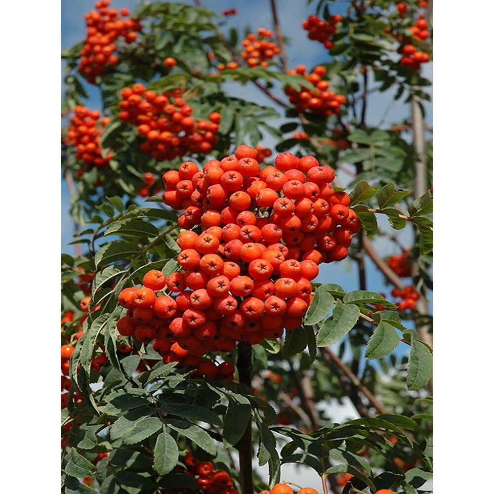 Рябина обыкновенная купить. Рябина обыкновенная Sorbus aucuparia. Рябина Rossica Major. Рябина обыкновенная Rossika Major.