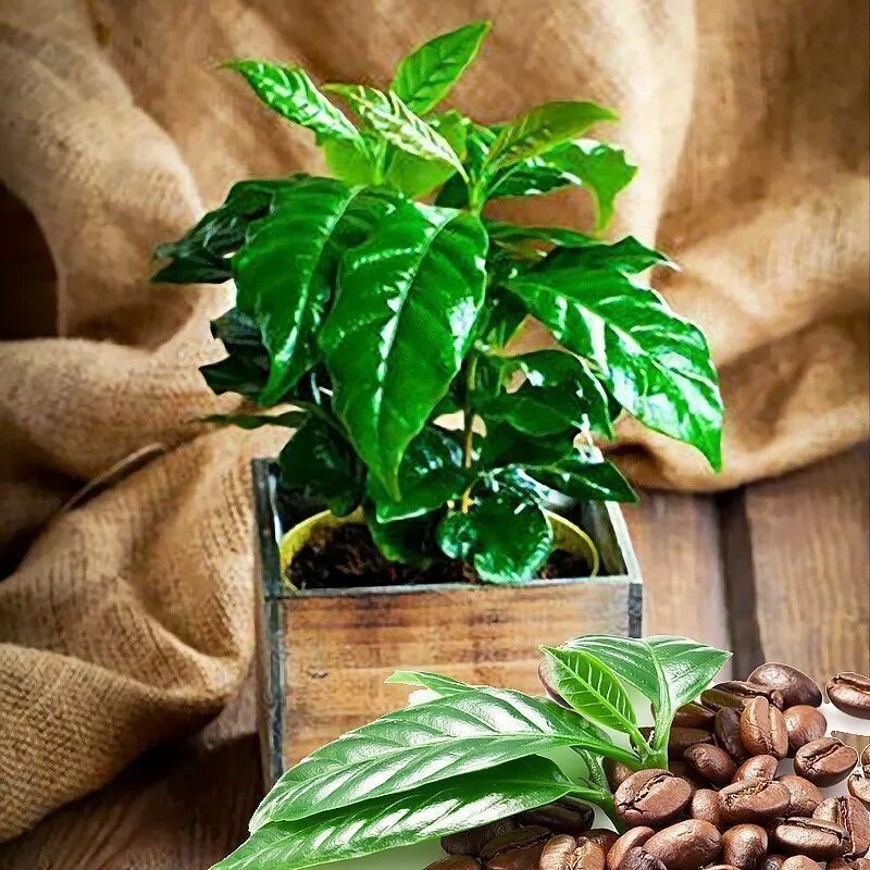 Кофе Аравийское растение. Аравийское арабский кофе растения. Кофе арабский карликовый. Кофе арабский карликовый комнатное растение. Кофе аравийский растение