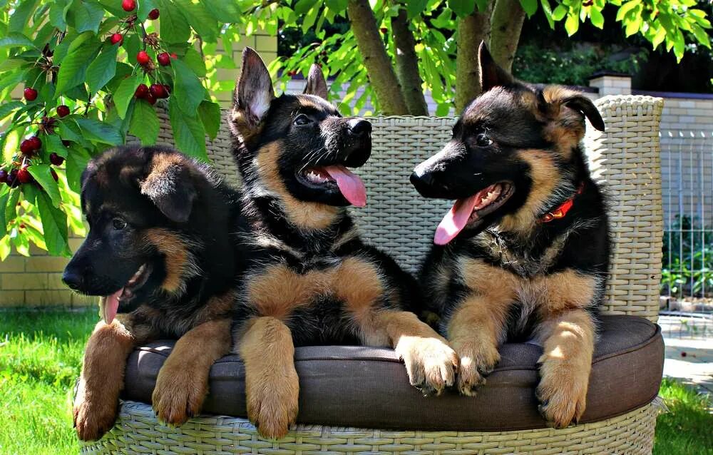 Кутята немецкой овчарки. Собака немецкая овчарка щенок. Щенки германской овчарки. Немецкая овчаркащенлк. Щенок овчарки.
