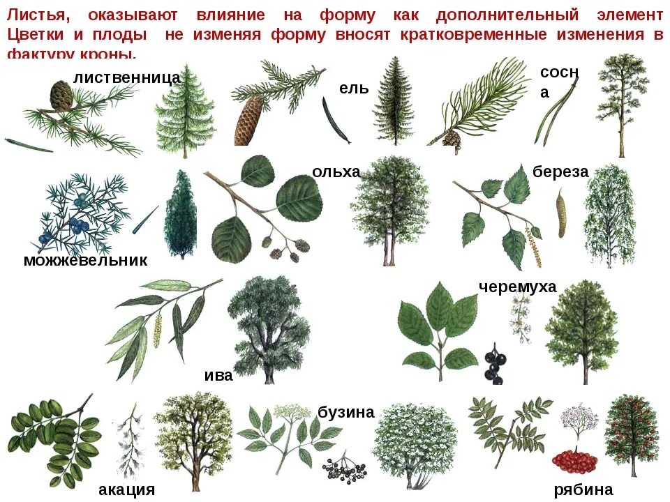 Green leaf company logo png. Сообщество лист. Биоценоз дубового леса схема. Community university логотип. Листок логотип.