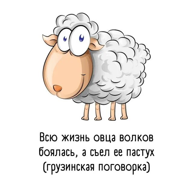 Всю жизнь овца волков. Всю жизнь овца Волков боялась а съел. Овцы боялись волка. Овца всю жизнь боялась волка а съел ее пастух.