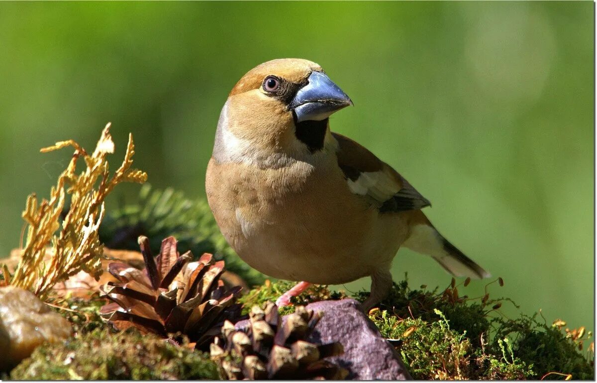 ржачные комменты. сухой я корочкой питался. корочка хлеба. гранатовые корочки. сухие гранатовые корки.