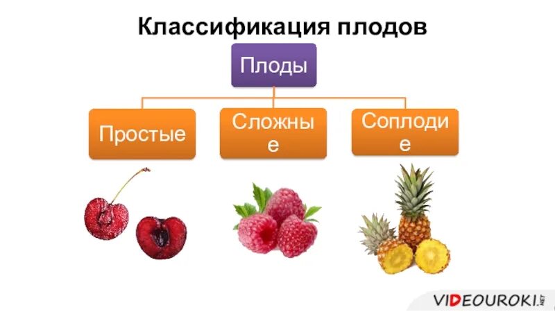 Простые плоды сложные плоды соплодия