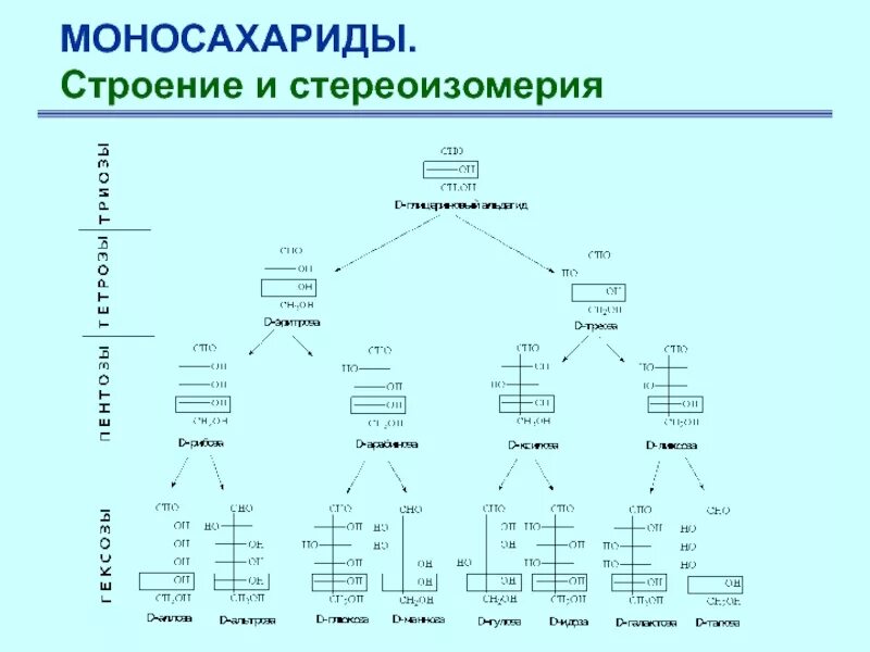 1 к моносахаридам относятся. Классификация моносахаридов. Классификация и строение моносахаридов. Схема строения моносахаридов. Строение моносахаридов таблица.