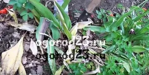 Тюльпаны отцвели что делать дальше
