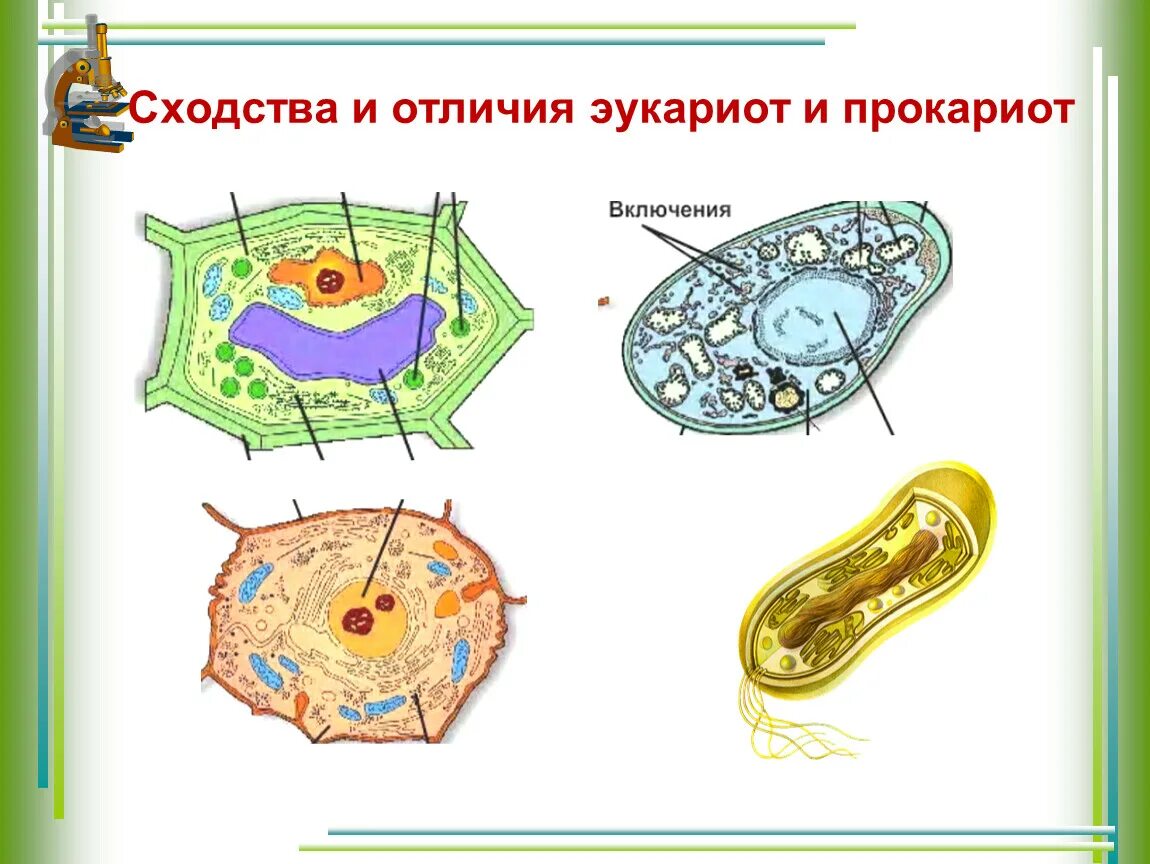 Дайте обозначение прокариоты и эукариоты. Клетка бактерий и эукариот. Строение эукариотической клетки растения животные грибы. Эукариоты растительная клетка строение. Прокариотическая клетка и эукариотическая клетка.