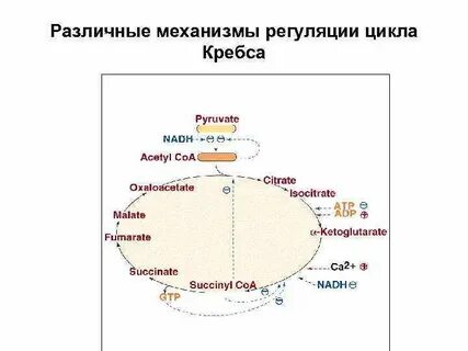 Механизм цикла