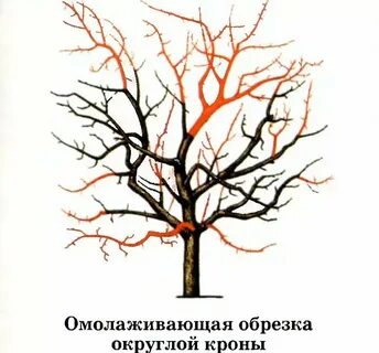 Обрезка старых
