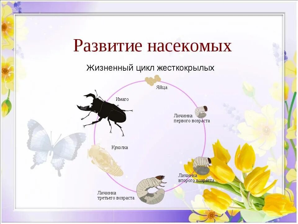 Муравьи развитие с полным превращением