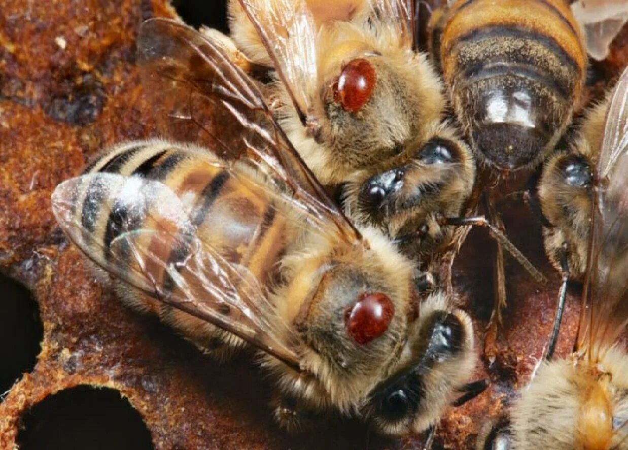 Как еще называют болезнь пчел. Варроа деструктор. Клещ варроа на пчеле. Варроатоз болезнь пчел. Варроатоз пчел клещ.