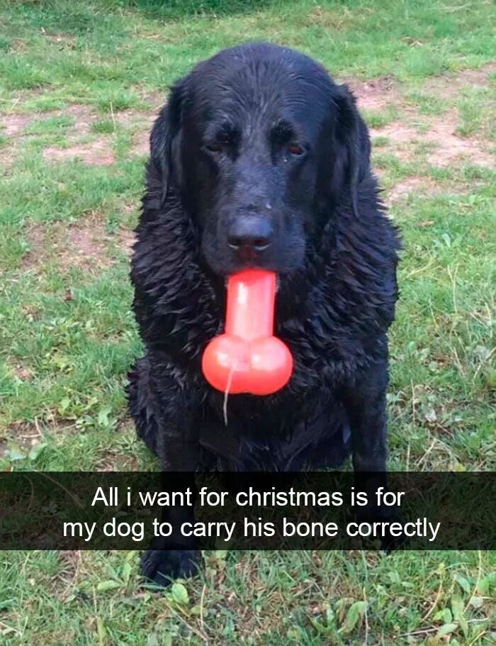40 Funny And Cute Dog Snapchats That Will Hopefully Make Your Day in 2022 Dog sn