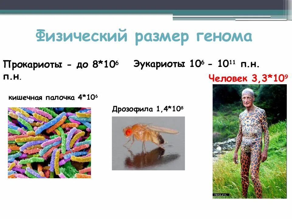 Размеры геномов разных организмов. Размер гена. Объем генома человека. Геном человека размер. Размер генома человека.