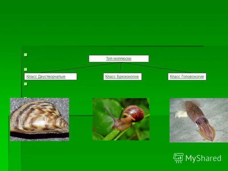 Тип моллюски брюхоногие нервная система. Кровеносная система моллюсков брюхоногих двустворчатых и головоногих. Кровеносная система моллюсков брюхоногих двустворчатых и головоногих. Тип моллюски брюхоногие двустворчатые головоногие. Строение пищеварительной системы головоногих моллюсков.