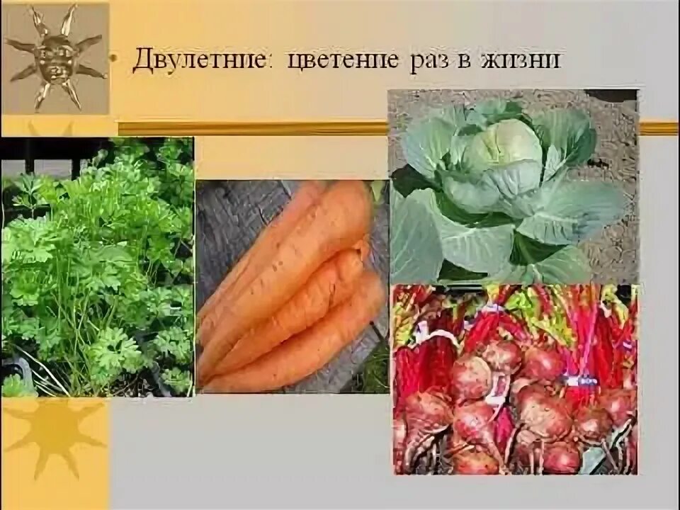 Двулетние покрытосеменные растения