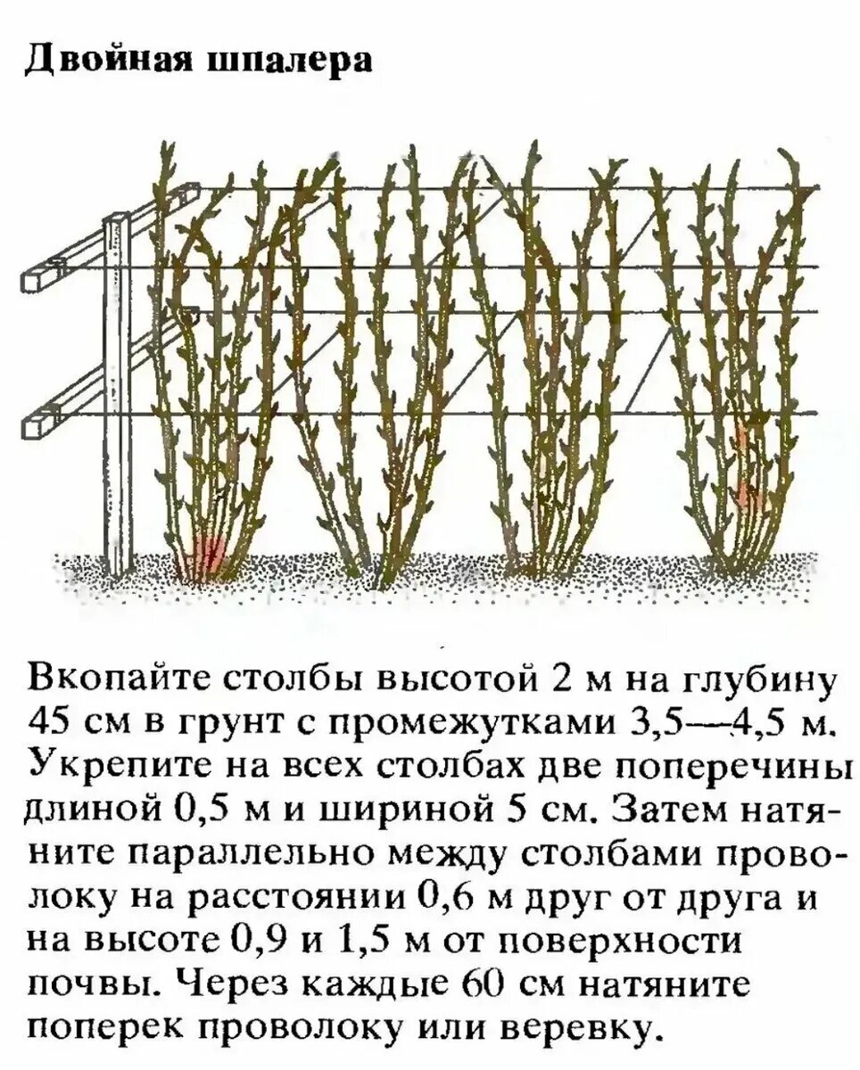 Нужно ли обрезать ремонтантную. Шпалерный метод подвязки малины. Подвязка ремонтантной малины. Посадка малины ремонтантной осенью. Посадка ремонтантноц машины схема.